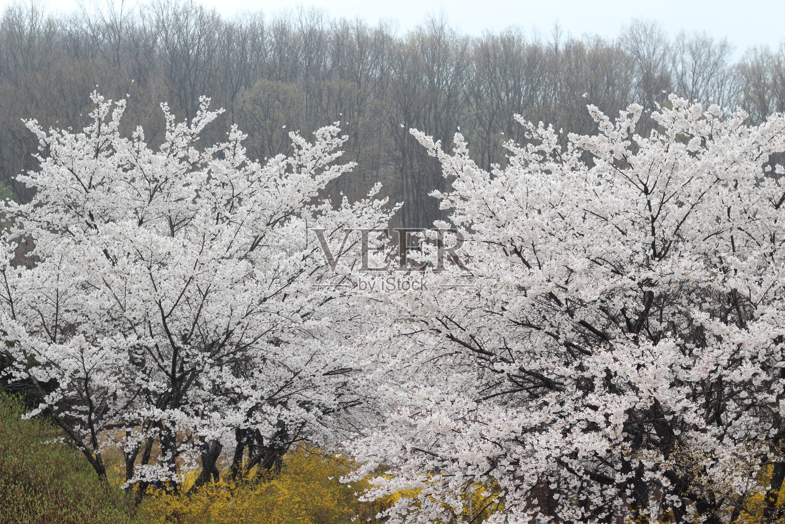 树与白色的樱花与可爱的风景照片摄影图片