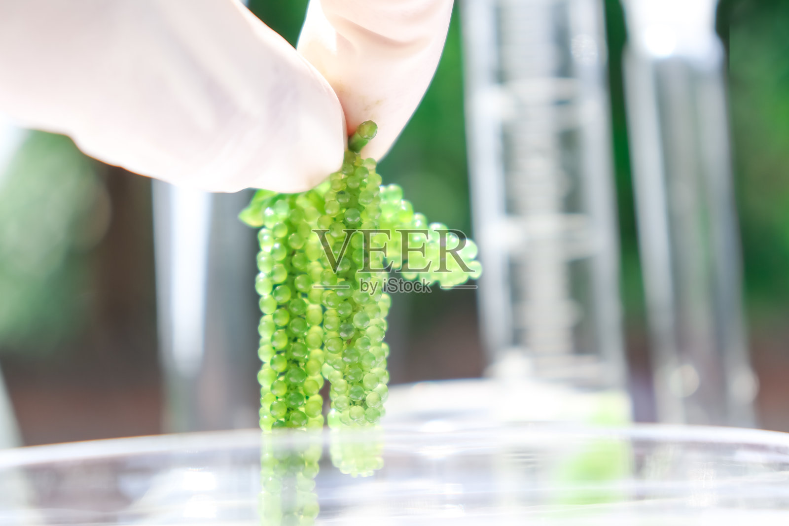 海葡萄和简单的植物实验生物学照片摄影图片