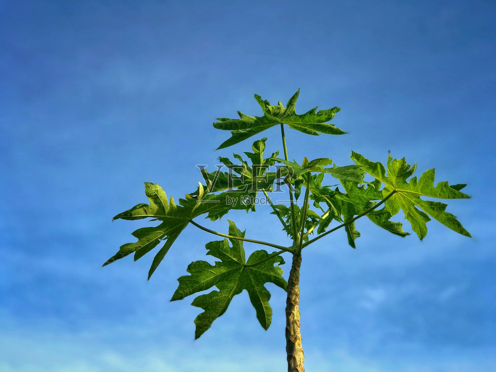 木瓜和天空照片摄影图片