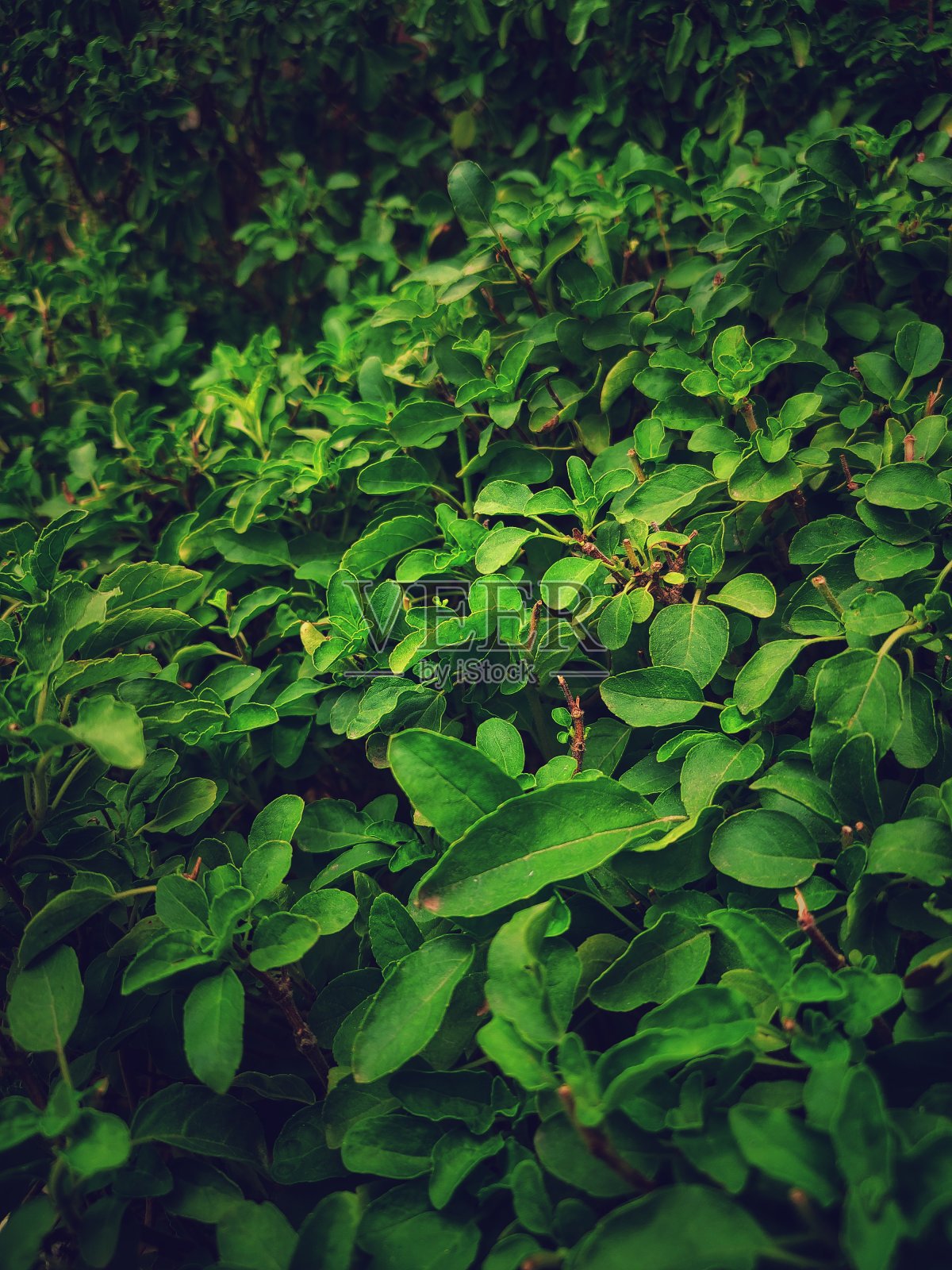 坦蒂(罗勒)工厂照片摄影图片