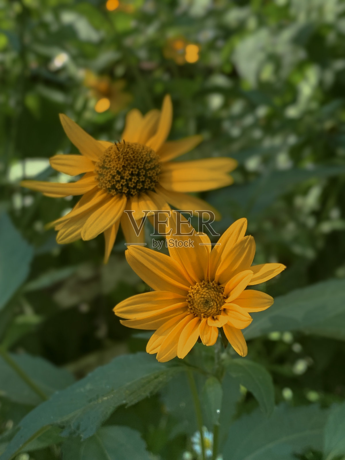 花园里开着娇嫩的黄花照片摄影图片