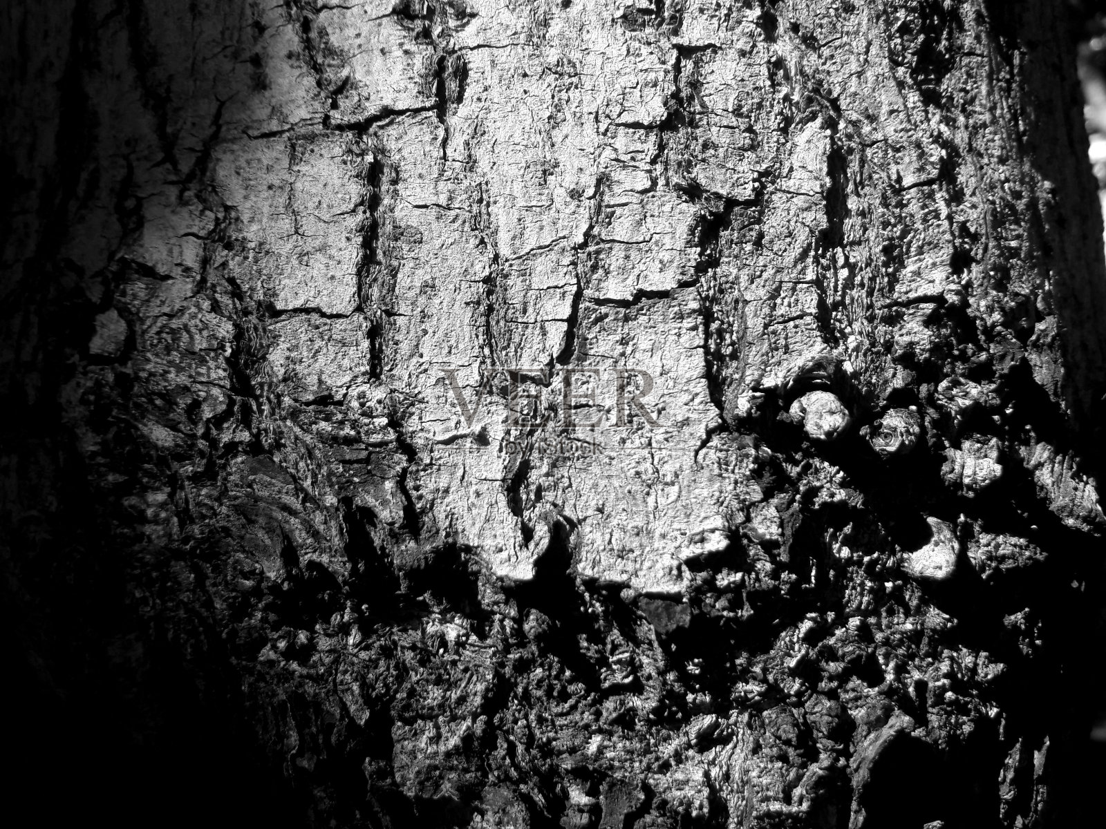 黑白照片与苔藓和地衣浮雕纹理。树皮的圆形全景图。树皮纹理特写，树皮纹理背景。中午在太阳下拍照照片摄影图片