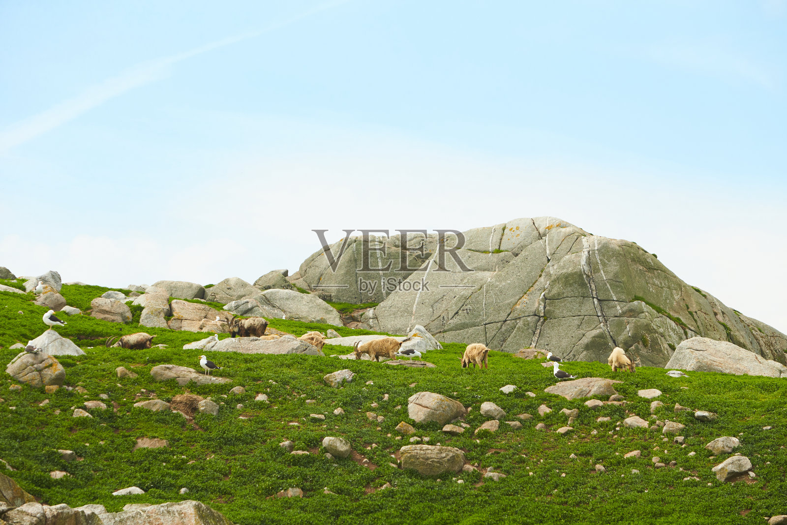 从海边到绿油油的悬崖峭壁，有奇异的树木，苔藓和蓝天。照片摄影图片