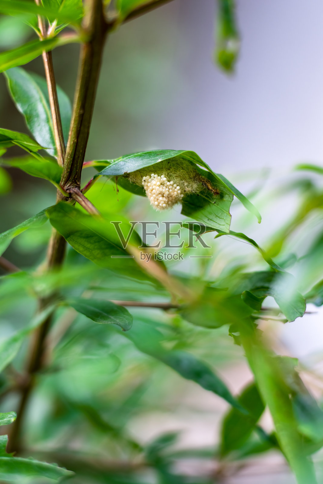 昆虫的卵在绿叶下靠近花园照片摄影图片