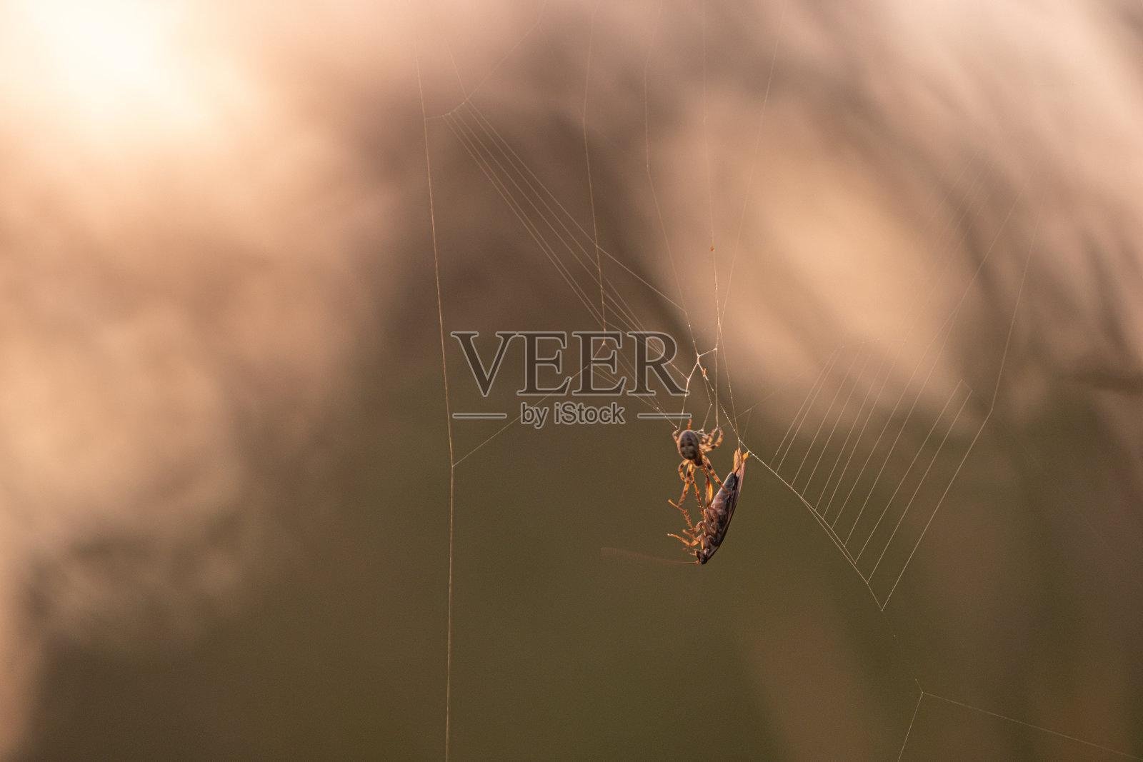 被困在蜘蛛网里照片摄影图片