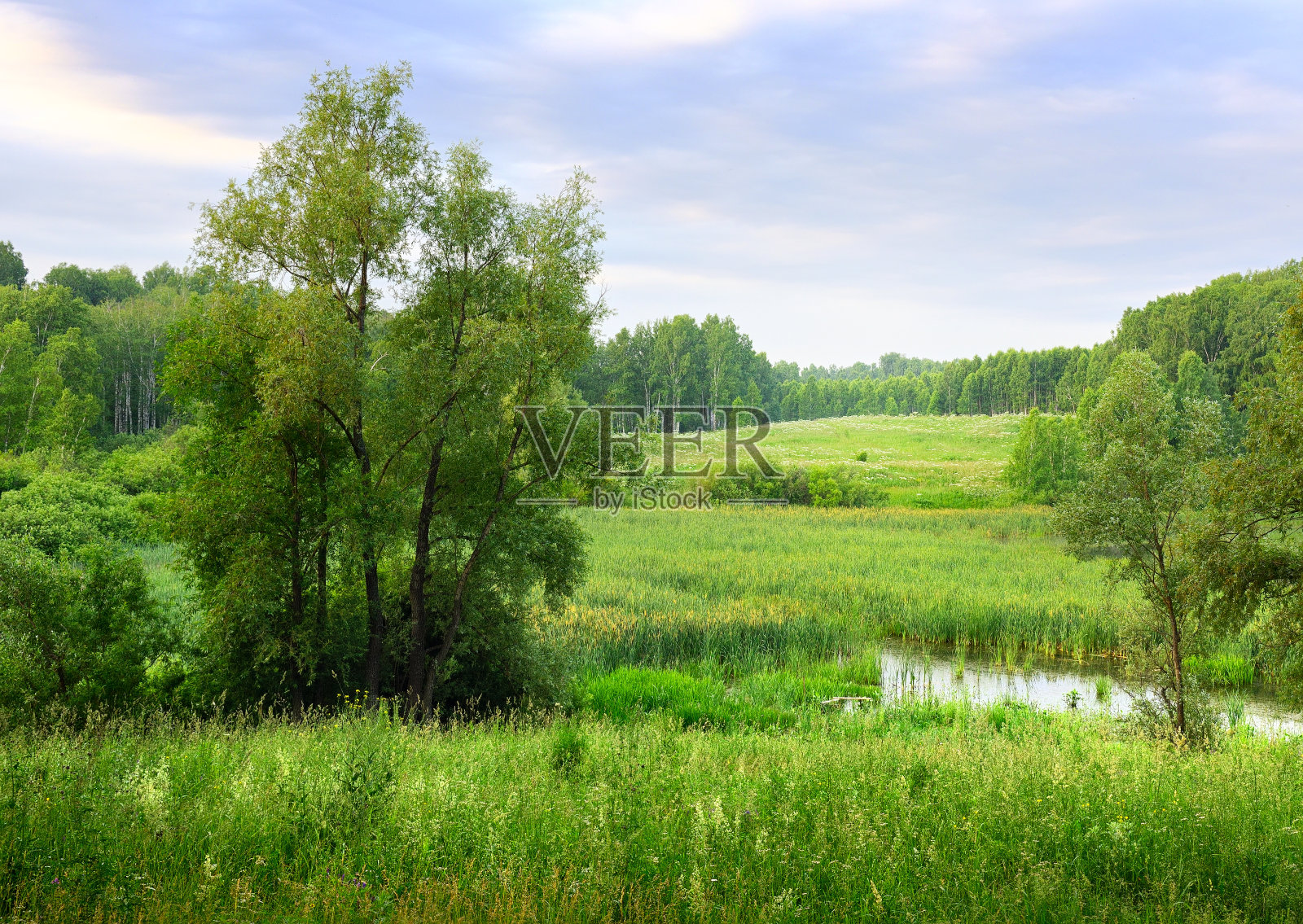 夏天的风景有绿树照片摄影图片