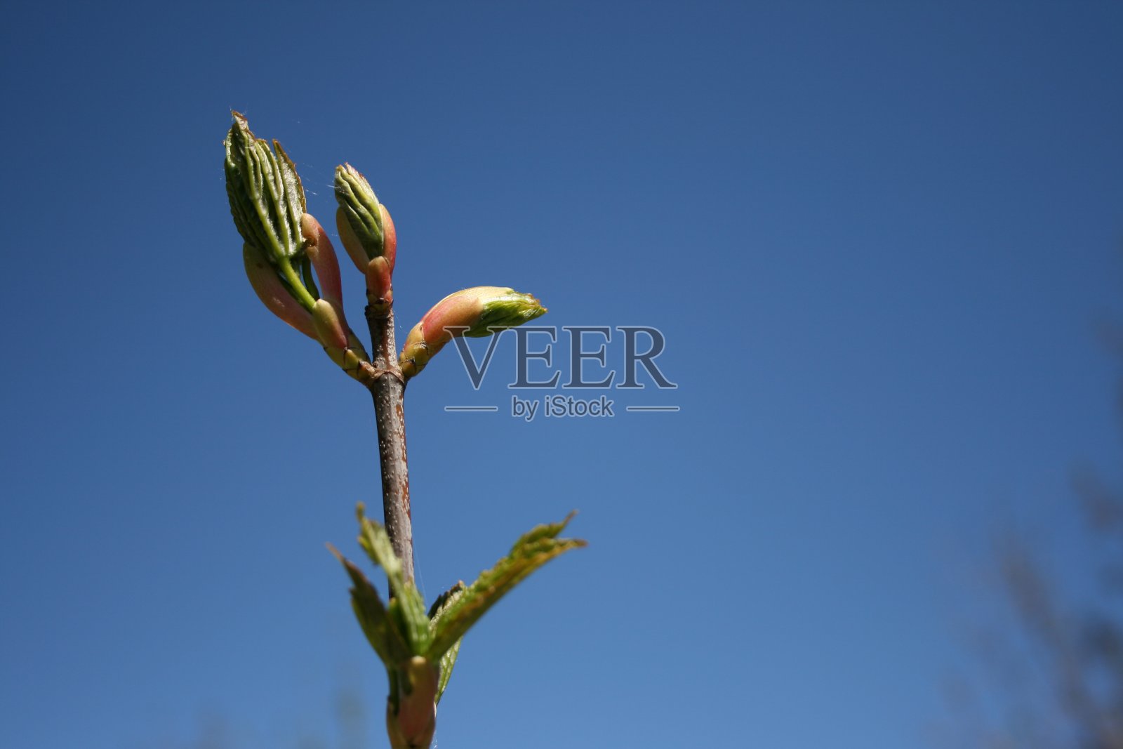 春暖花开照片摄影图片