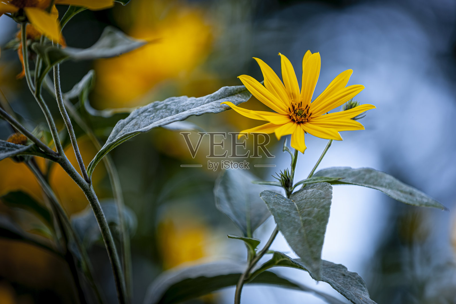 洋蓟——蓝色背景上的黄色花朵照片摄影图片