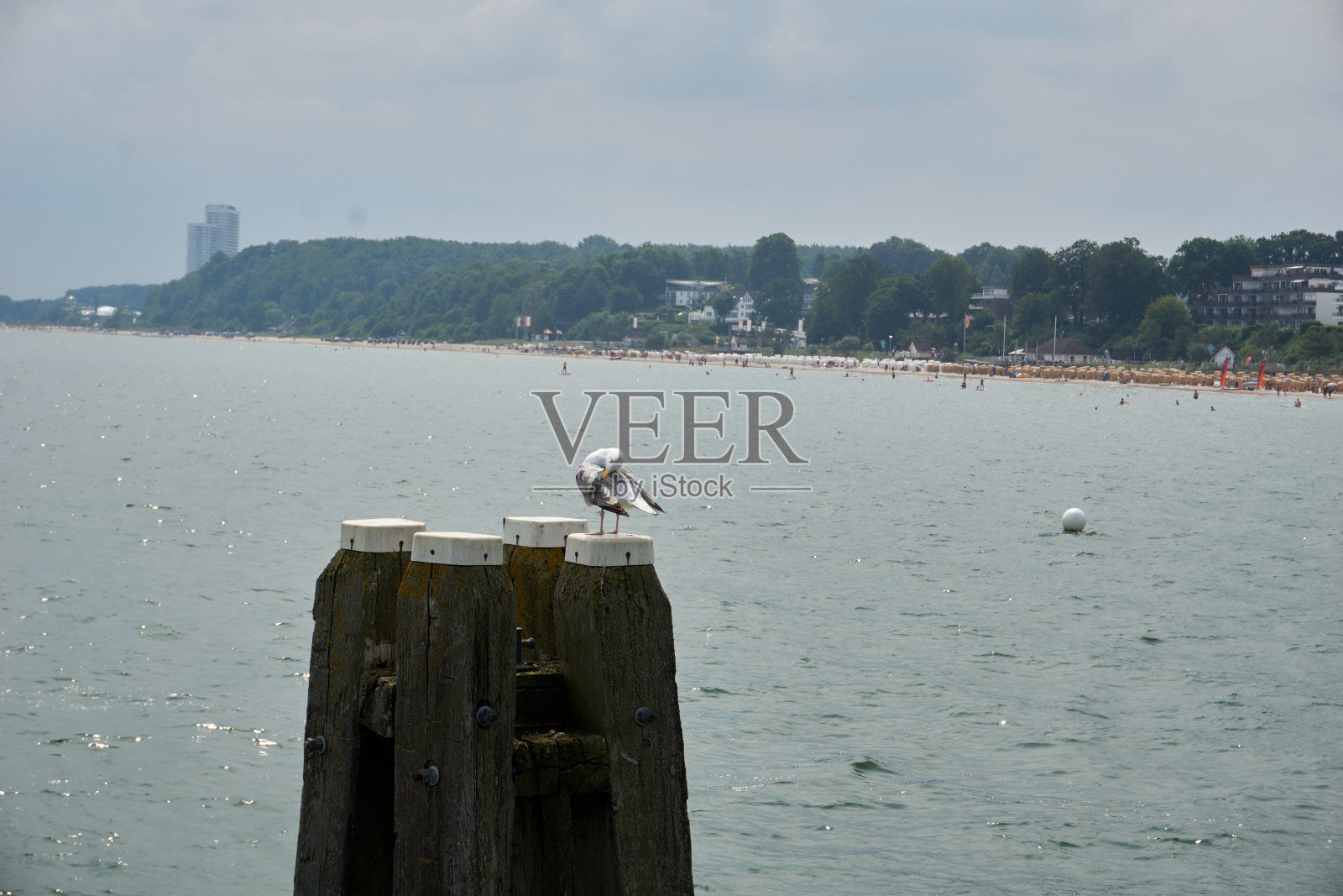 海鸥坐在一根木柱上，用嘴梳理羽毛照片摄影图片