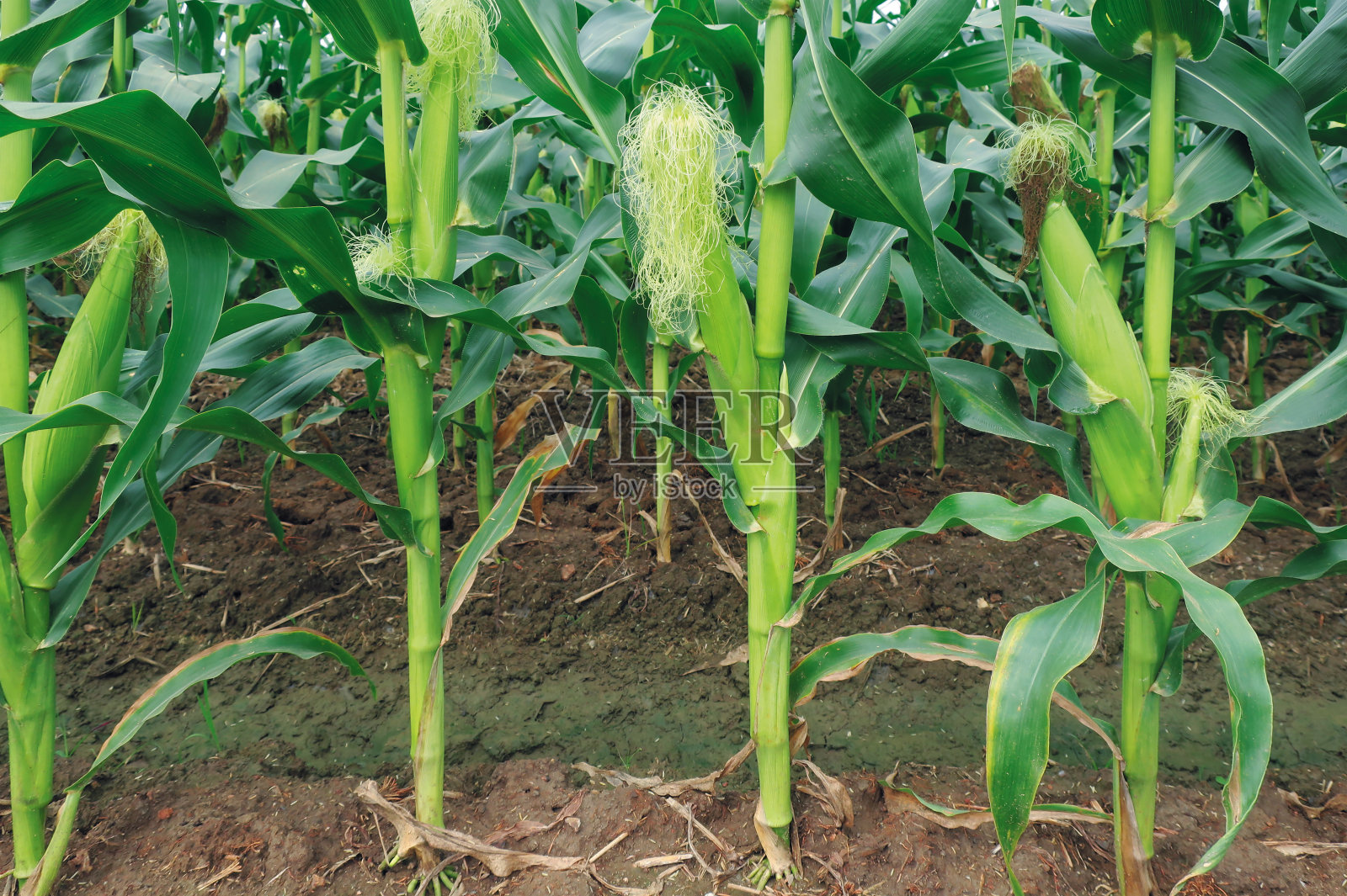 鲜绿甜玉米照片摄影图片