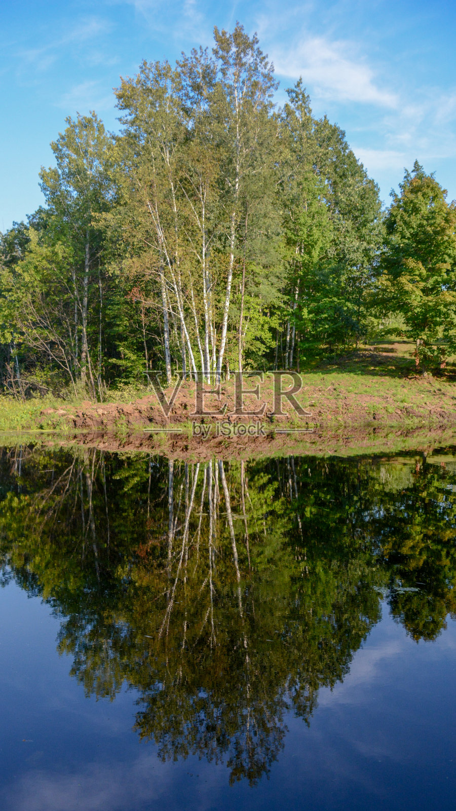 在一个夏天的一天，一株桦树在池塘里的倒影照片摄影图片