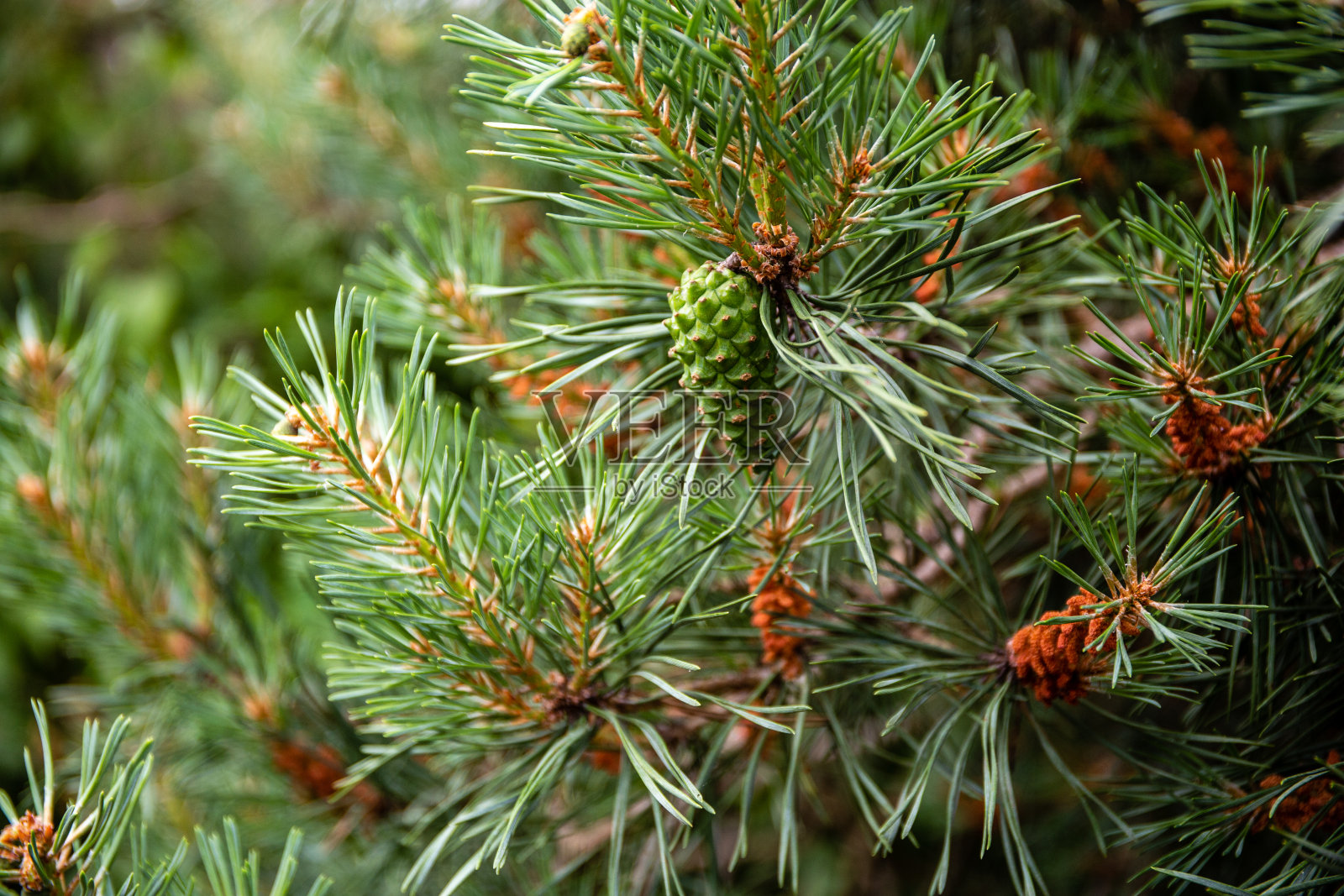 松树上的松果。照片摄影图片