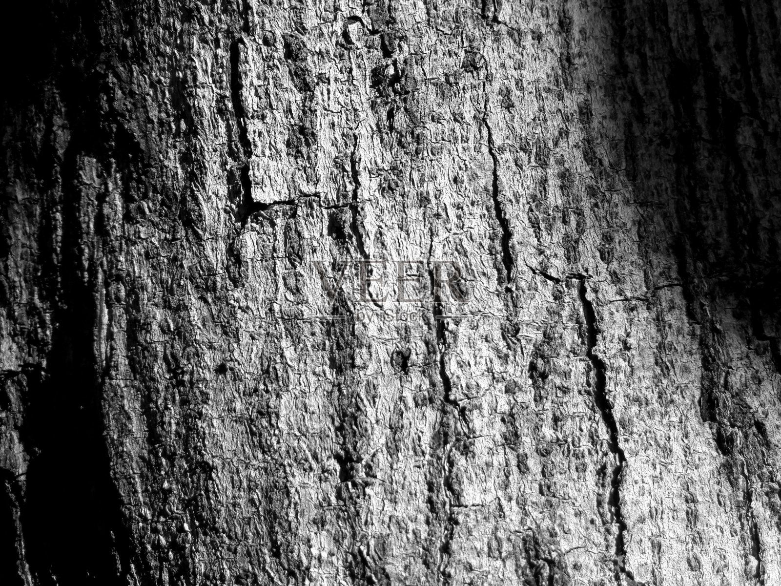 黑白照片与苔藓和地衣浮雕纹理。树皮的圆形全景图。树皮纹理特写，树皮纹理背景。中午在太阳下拍照照片摄影图片