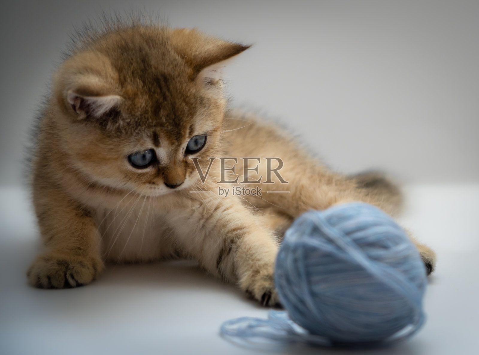 一只英国金毛猫正在白色背景上玩一个蓝色线球照片摄影图片