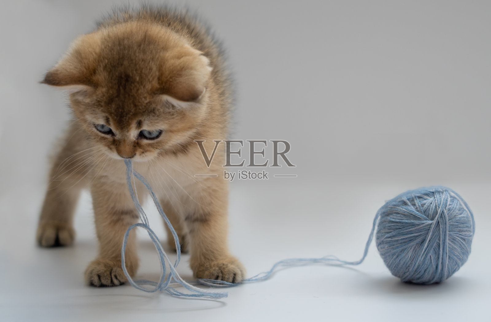 一只英国金毛猫正在白色背景上玩一个蓝色线球照片摄影图片