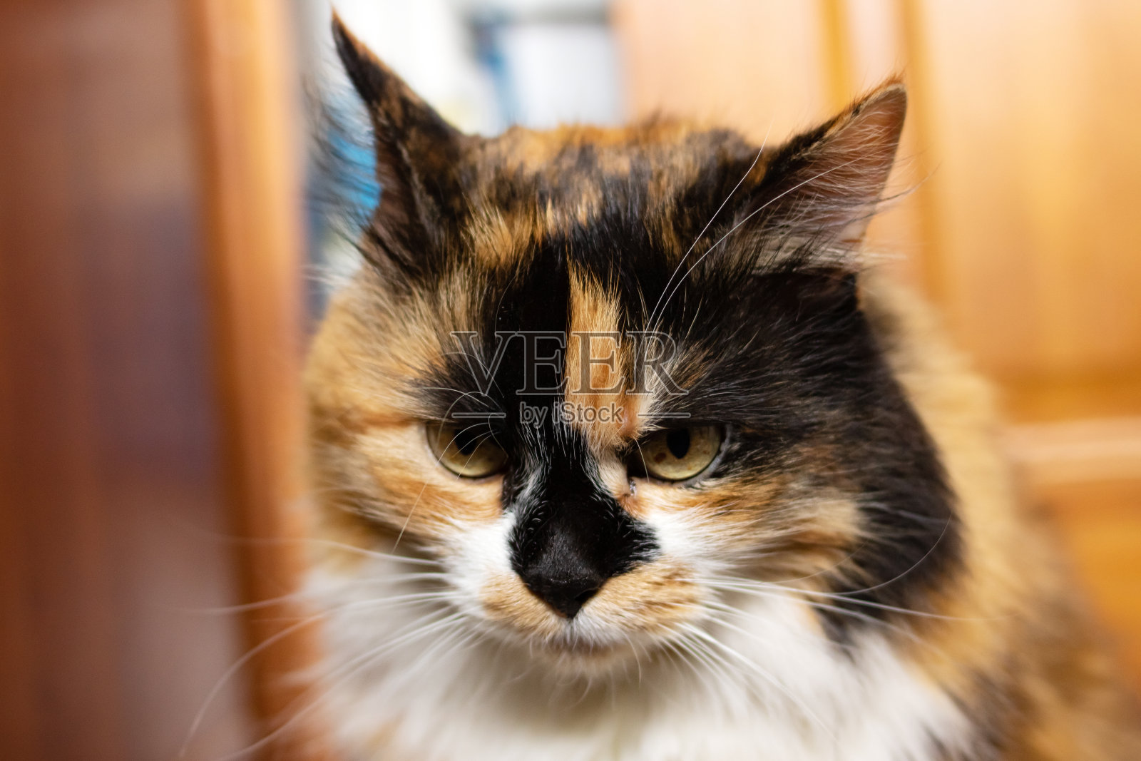 姜猫的肖像在阳光的特写照片摄影图片