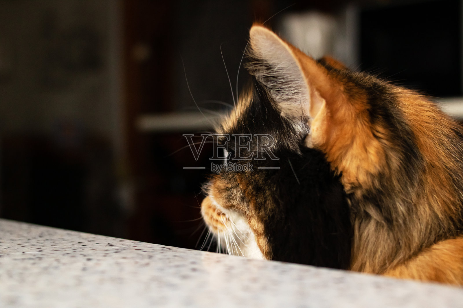 姜猫的肖像在阳光的特写照片摄影图片