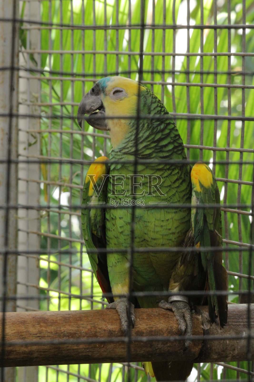 鸟类-自然-野生动物-绿色植物-鹦鹉照片摄影图片