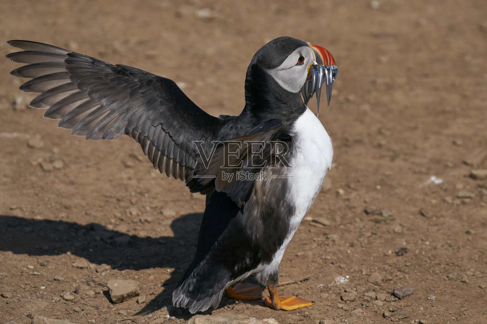 角嘴海雀和sandeels照片摄影图片