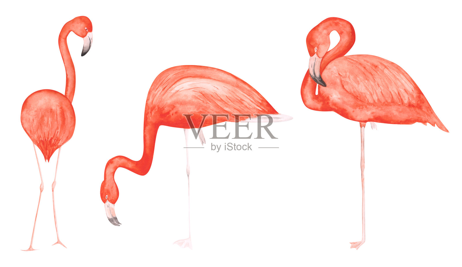 一套3水彩火烈鸟孤立在白色的背景。手绘的粉红色热带鸟类剪贴画。可爱的插画异国情调的动物为您的设计。五颜六色的火烈鸟单腿。插画图片素材