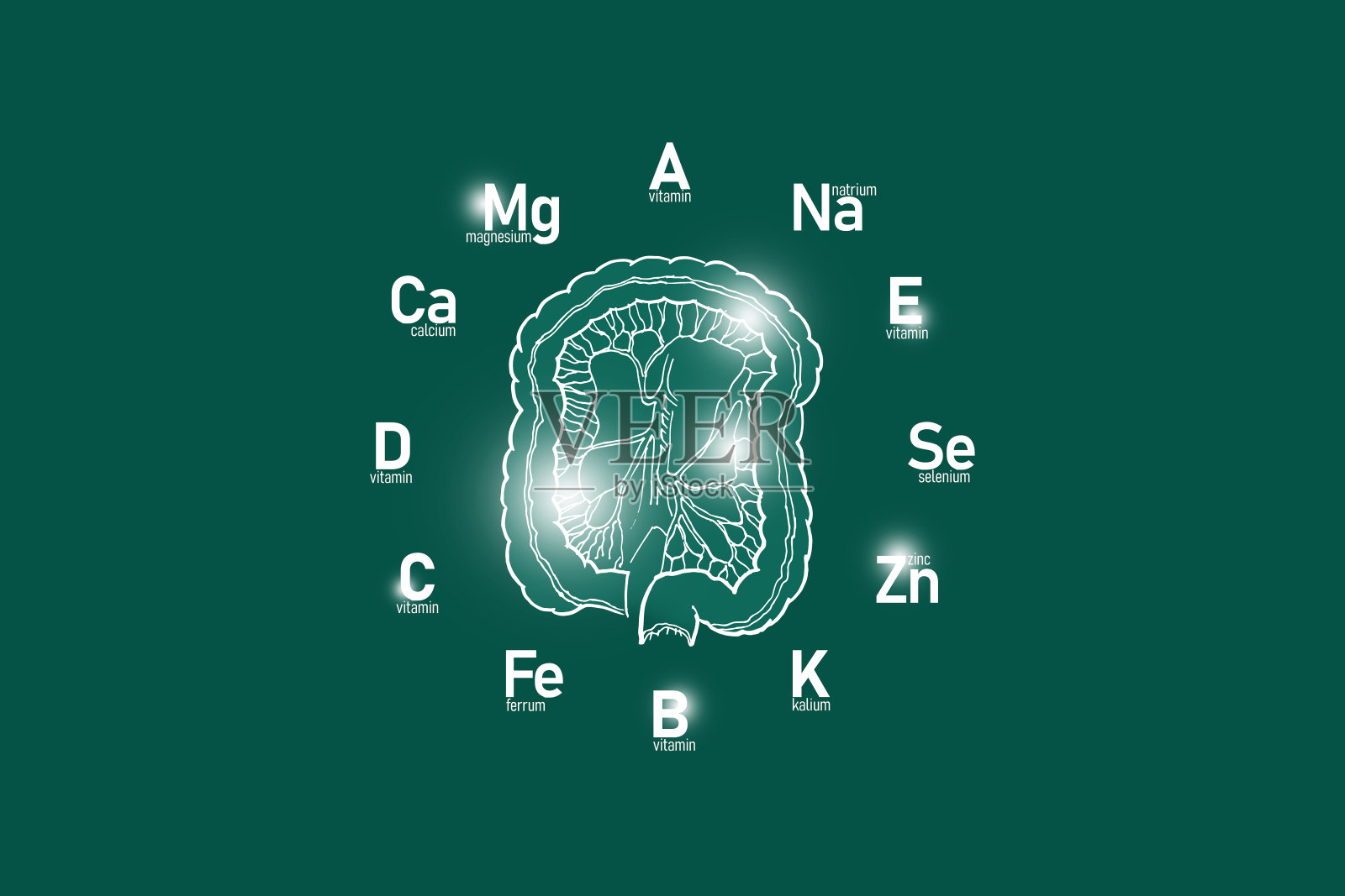 手工绘制的深绿色背景的人体肠道。插画图片素材