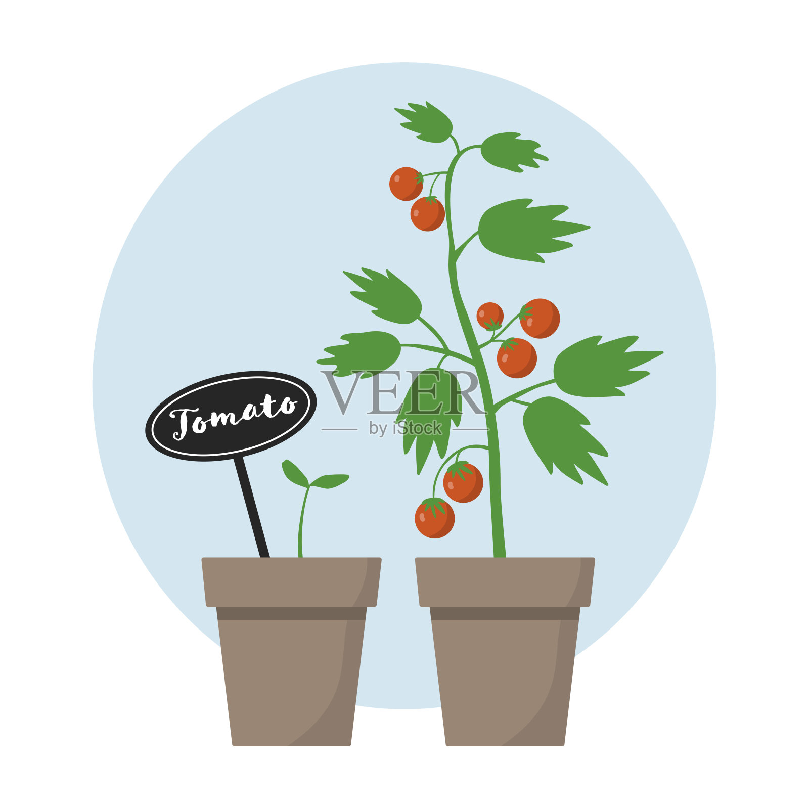 番茄植株在花盆中生长，矢量插图设计元素图片