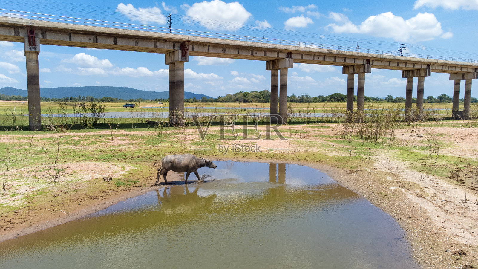 在巴萨克chonasit大坝，水牛在乡村的背景下行走照片摄影图片