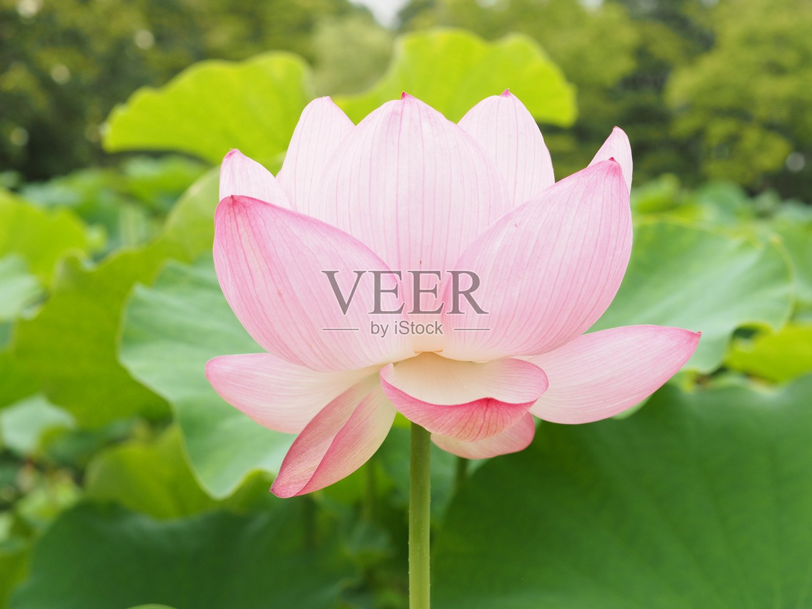 莲花照片摄影图片