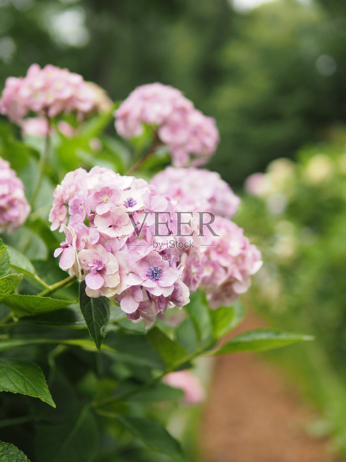 绣球花照片摄影图片