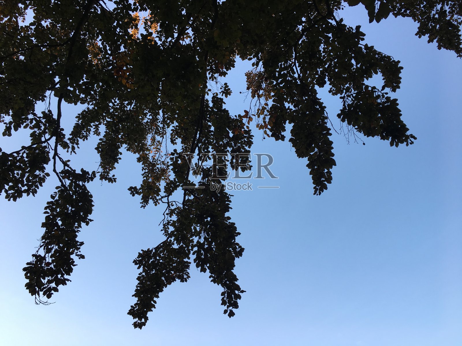 铜山毛榉枝叶照片摄影图片