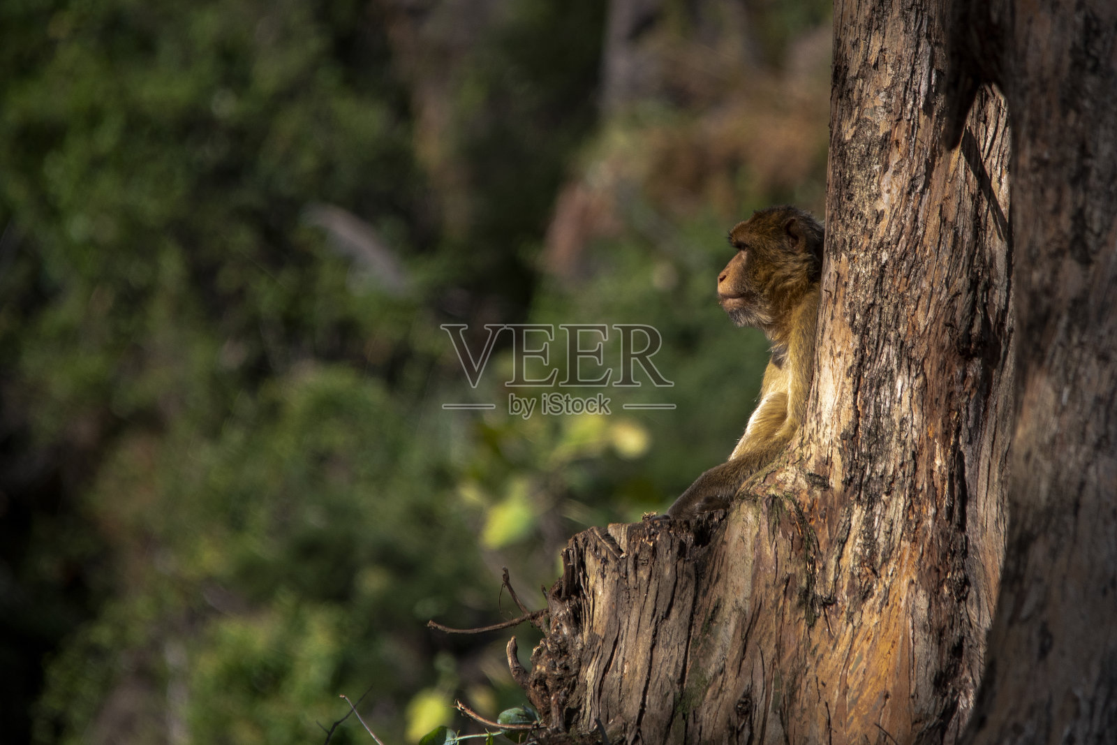 环境中的野生哺乳动物照片摄影图片