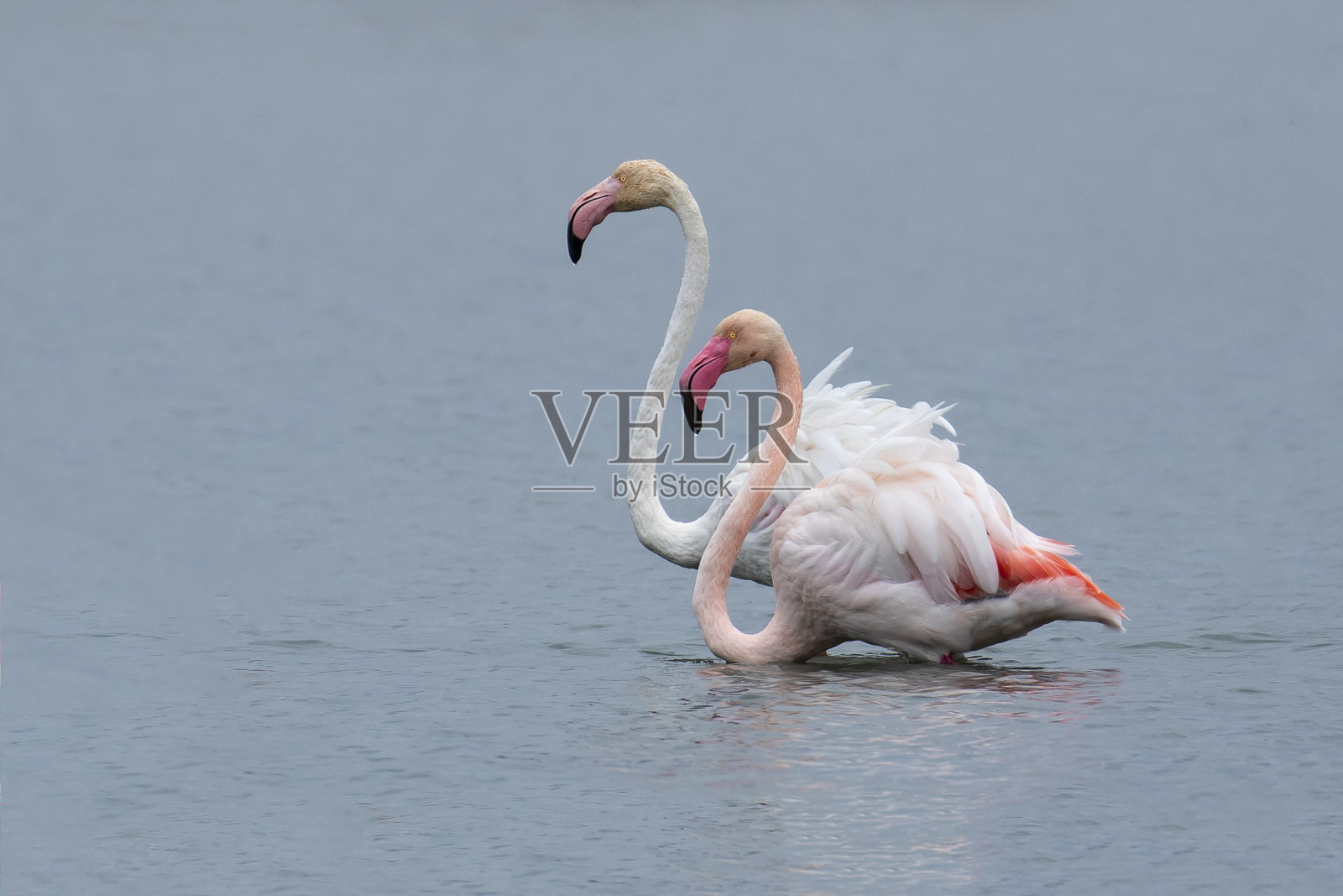 的火烈鸟照片摄影图片
