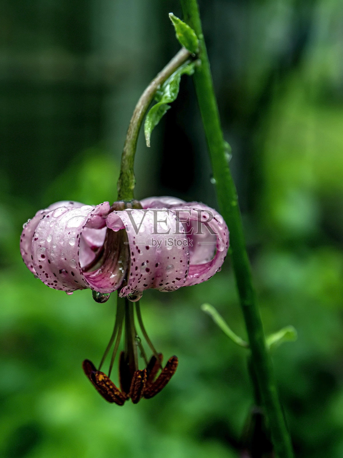 美丽的紫色森林花，拉丁名百合，覆盖着雨滴，狭窄的焦点区域照片摄影图片
