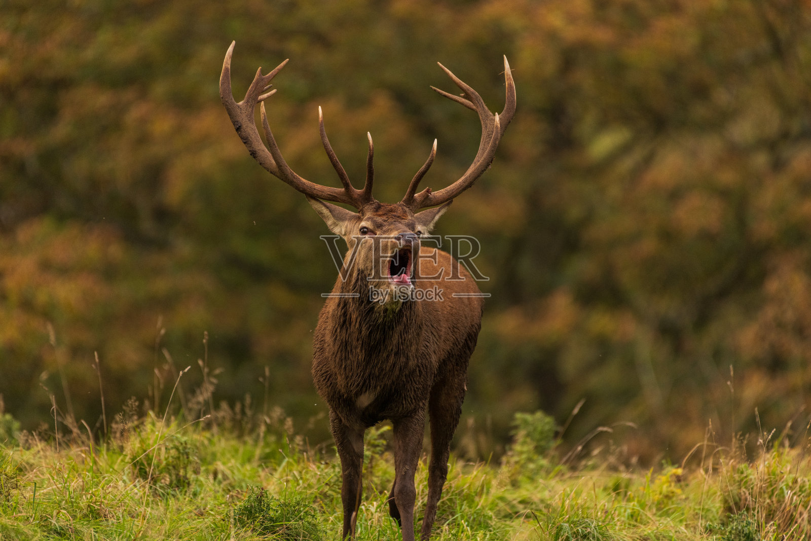 千篇一律!照片摄影图片