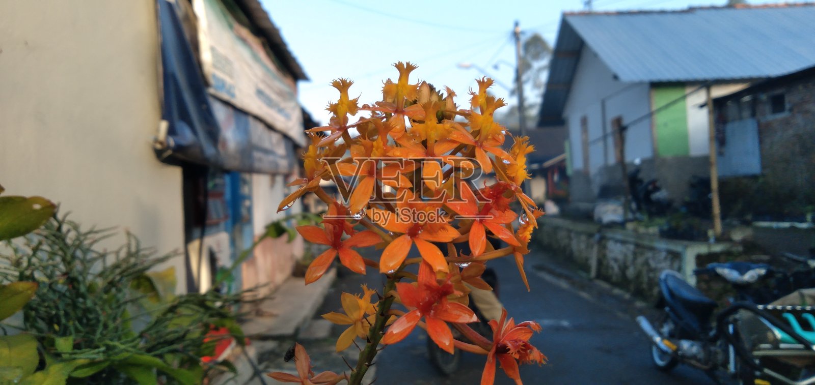 橙色orcid照片摄影图片