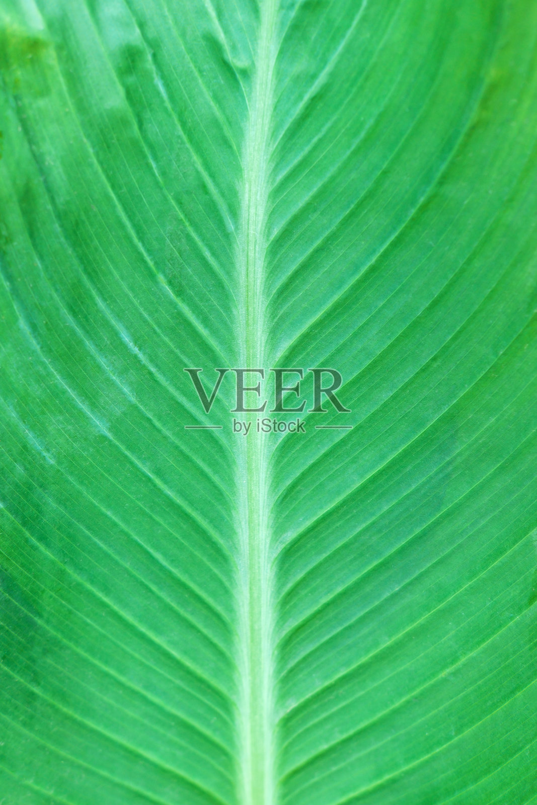 绿叶纹理。绿色明亮潮湿的表面有水滴。雨后的树枝、树叶或灌木。特写镜头。有选择性的重点。照片摄影图片