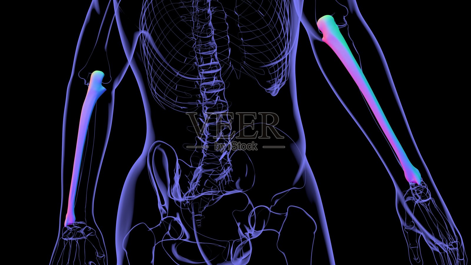 人体骨骼解剖学尺骨骨3D渲染照片摄影图片