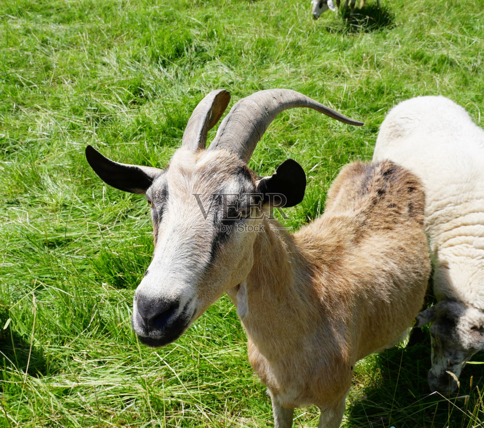 牧场上的山羊照片摄影图片
