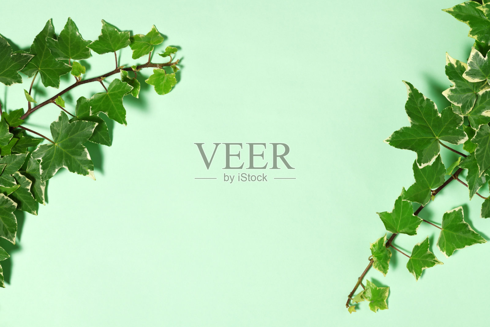 常青藤枝干框架照片摄影图片