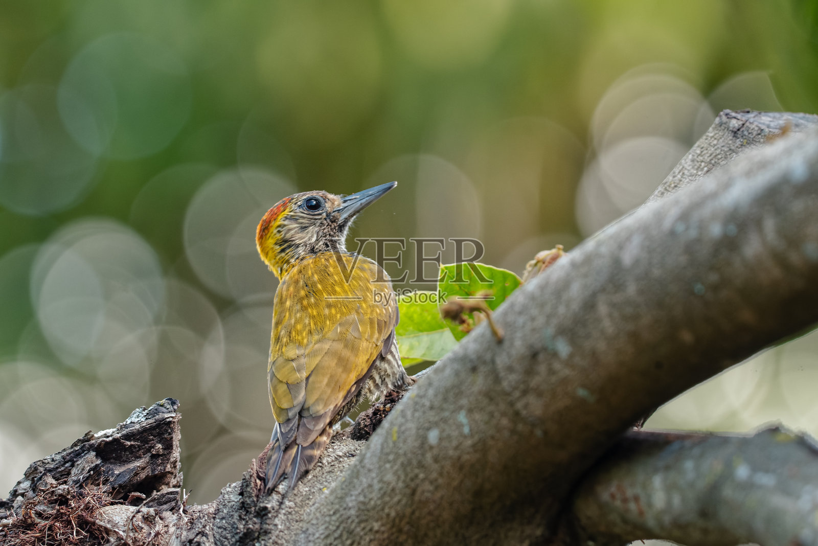 黄耳啄木鸟，啄食木材，寻找食物。照片摄影图片