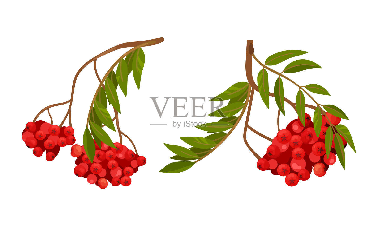 红色花楸果挂在羽状枝上插画图片素材