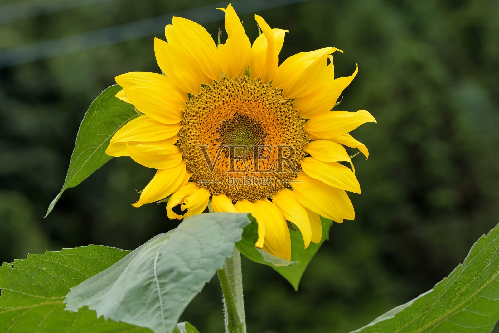 鲜艳的黄色向日葵。照片摄影图片