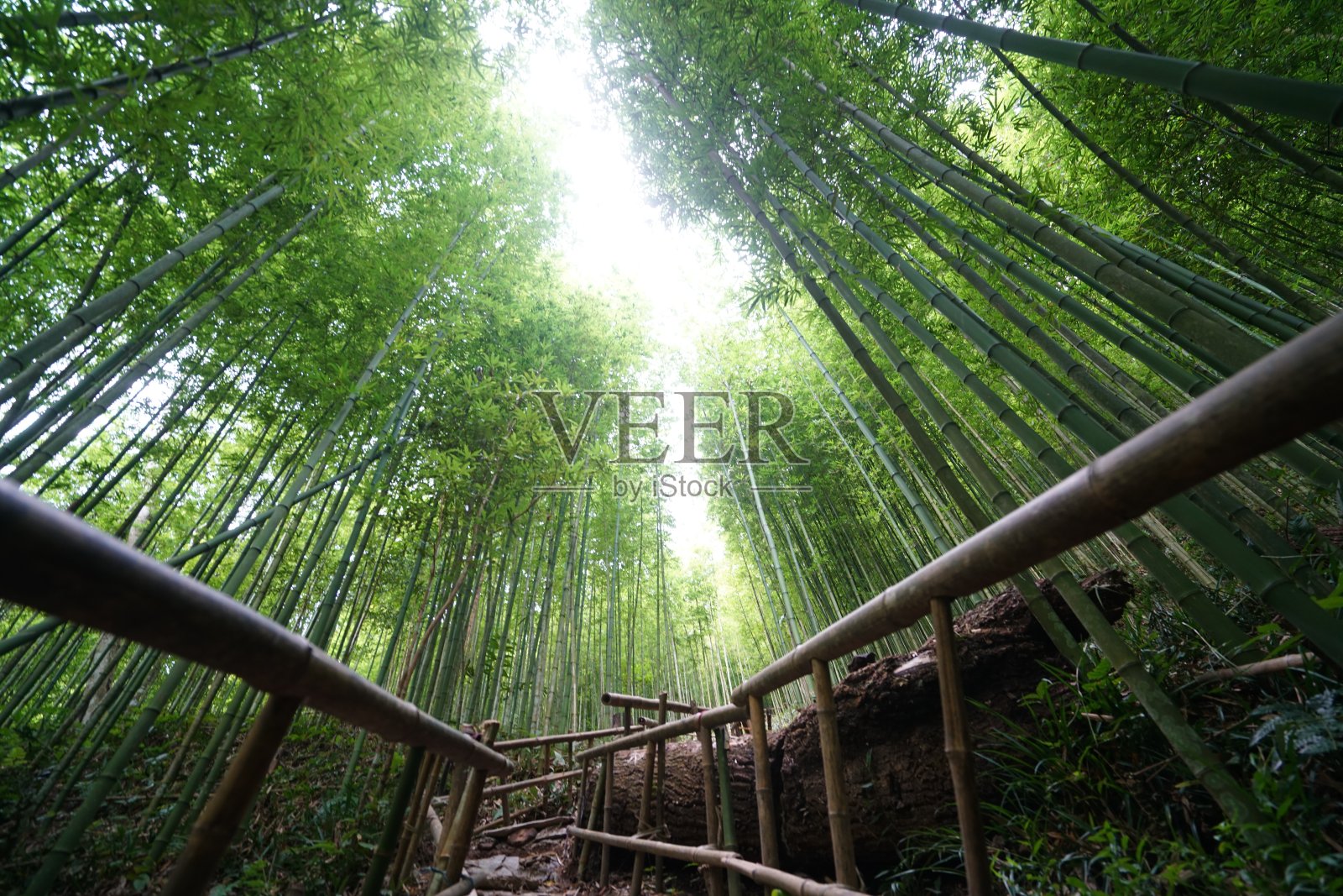 美丽的竹林在越南的木仓寨照片摄影图片