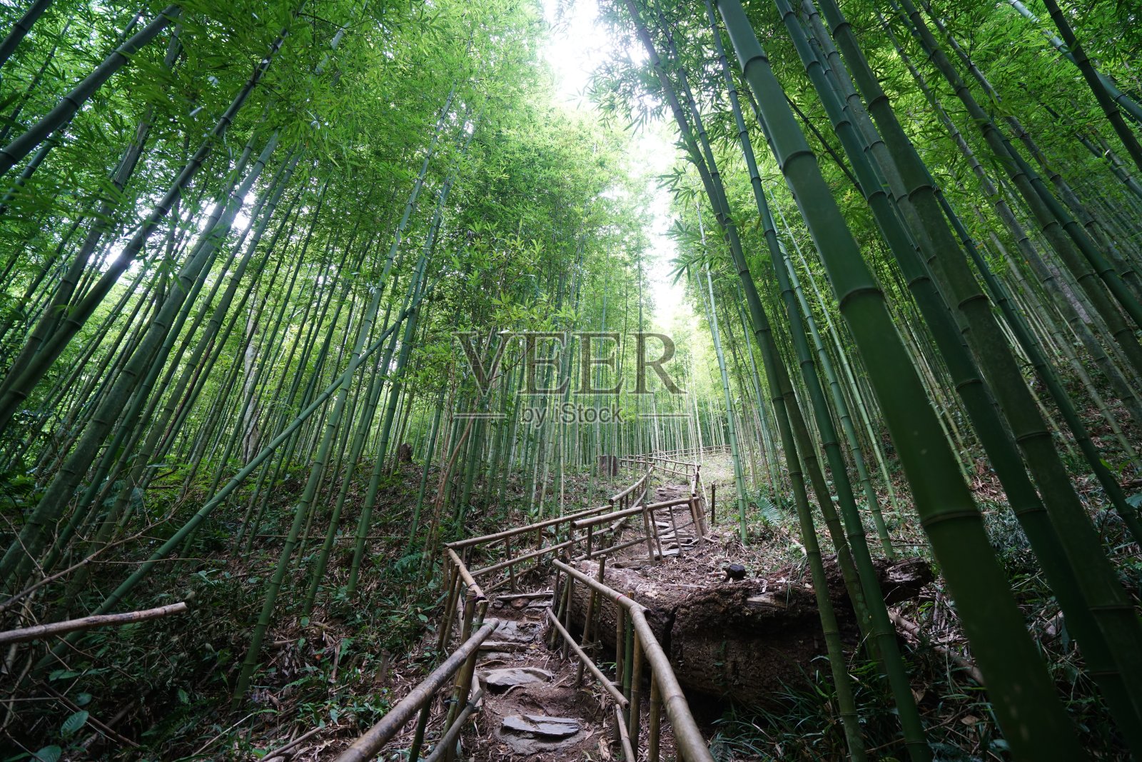 美丽的竹林在越南的木仓寨照片摄影图片