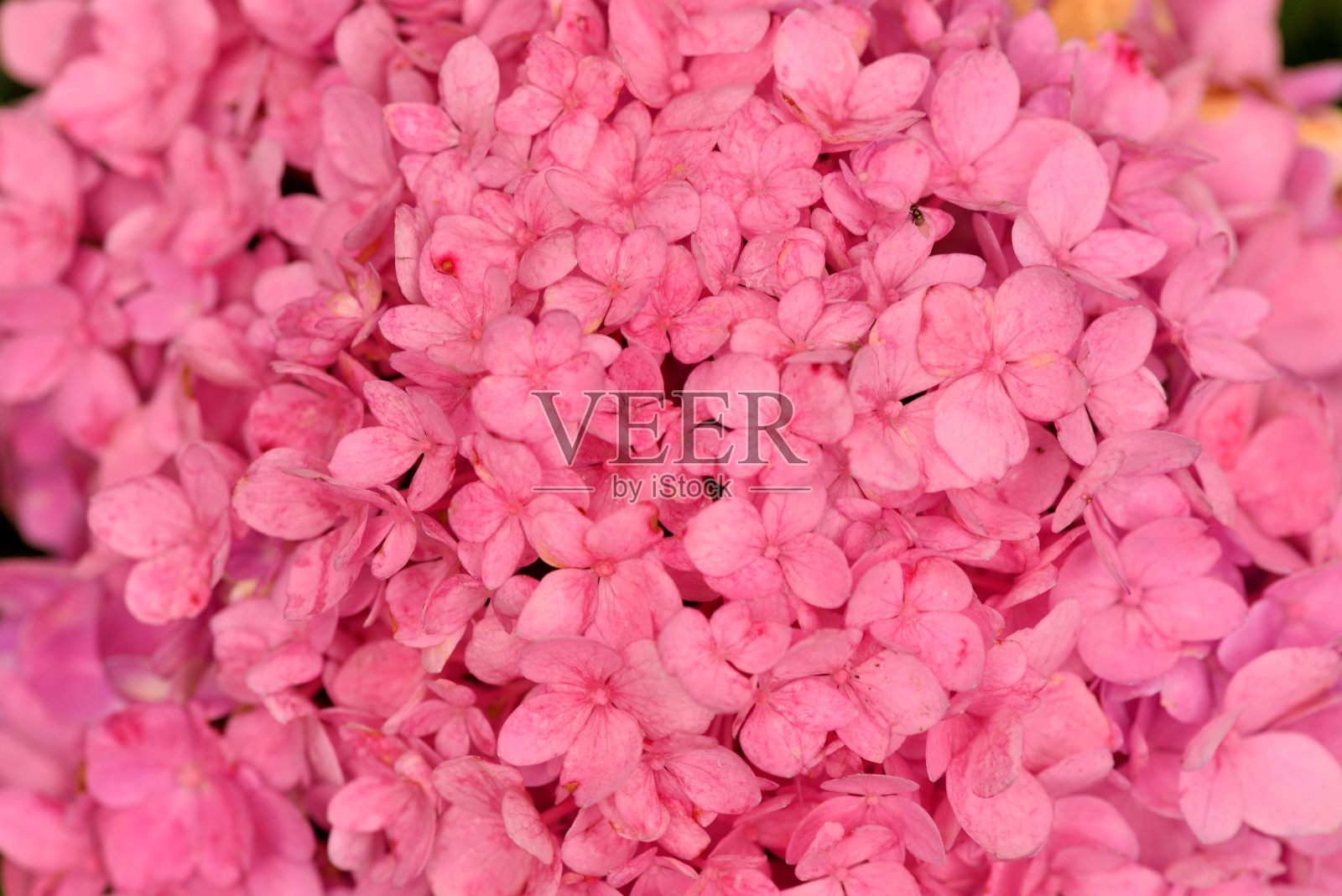 绣球花花。照片摄影图片