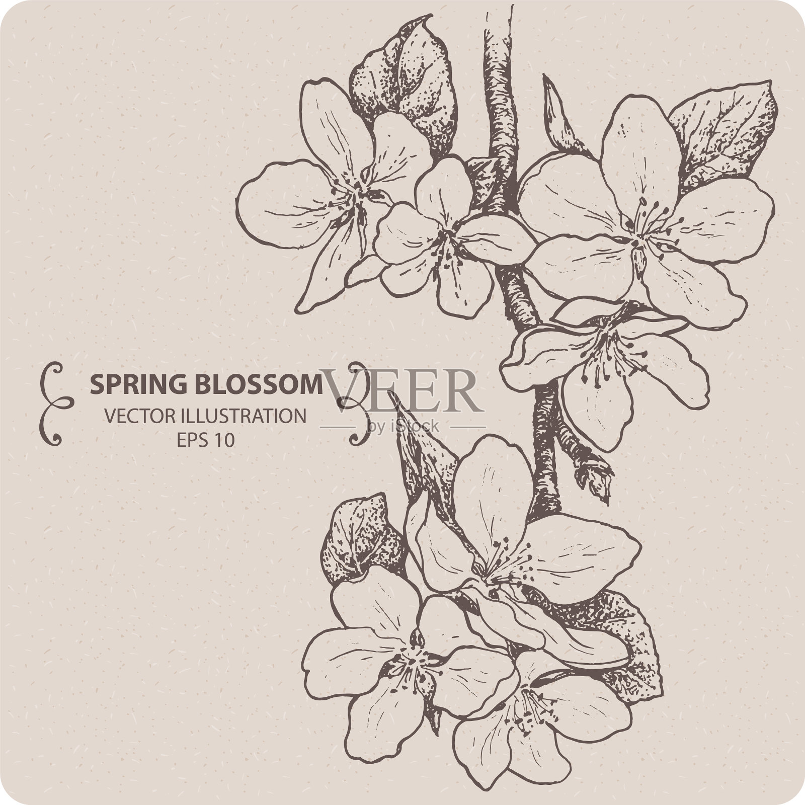 春天开花苹果开花枝插画图片素材