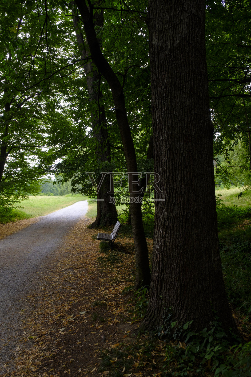 公园里的乡间小路照片摄影图片