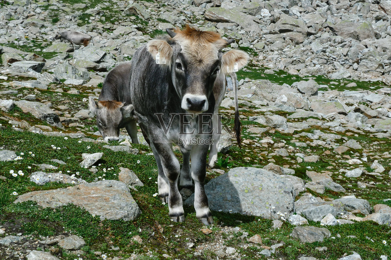 灰色的奶牛在岩石山谷中行走照片摄影图片