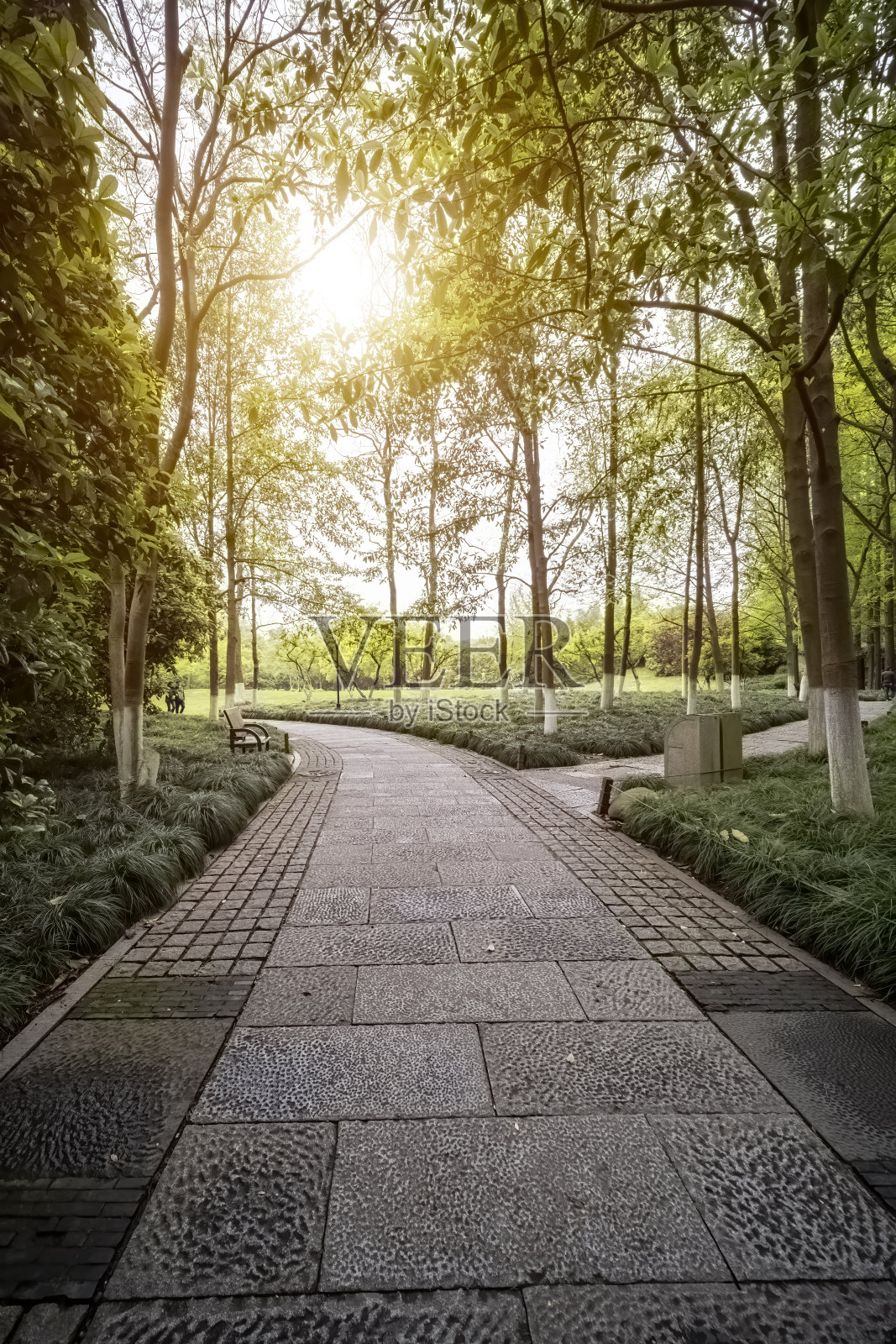 中国杭州西湖边的公园里有草坪和树木照片摄影图片