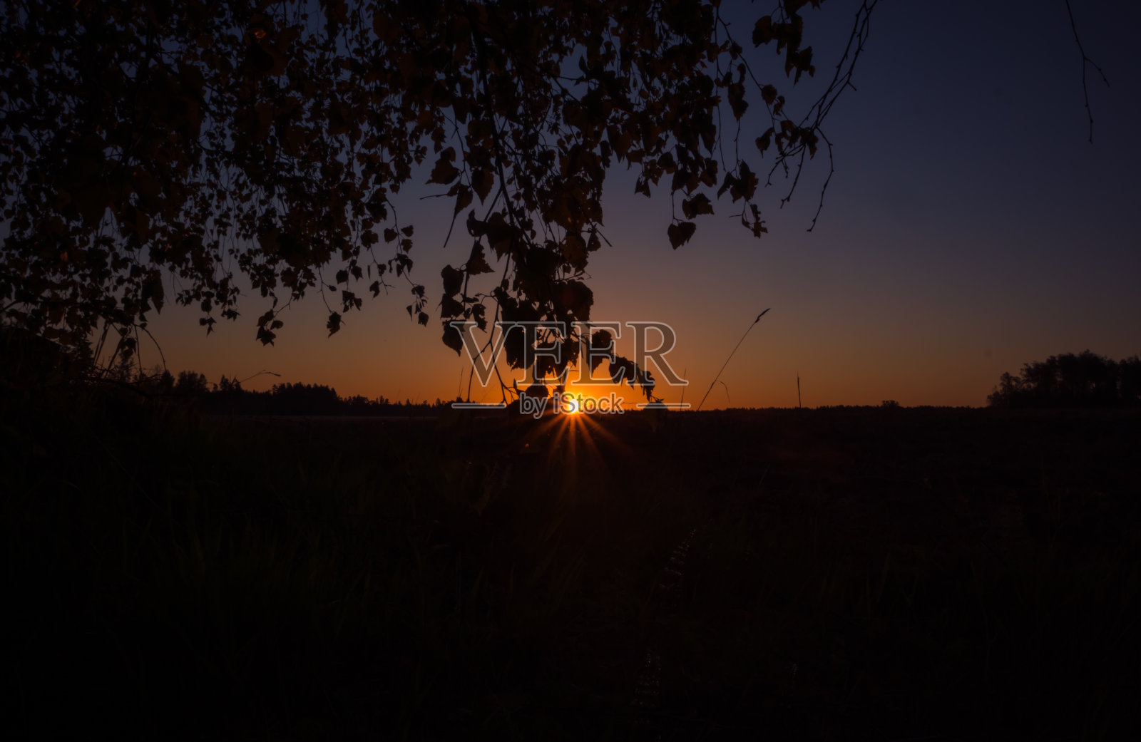 夏日的太阳从桦树后面升起。树在晨曦天空下的剪影。照片摄影图片